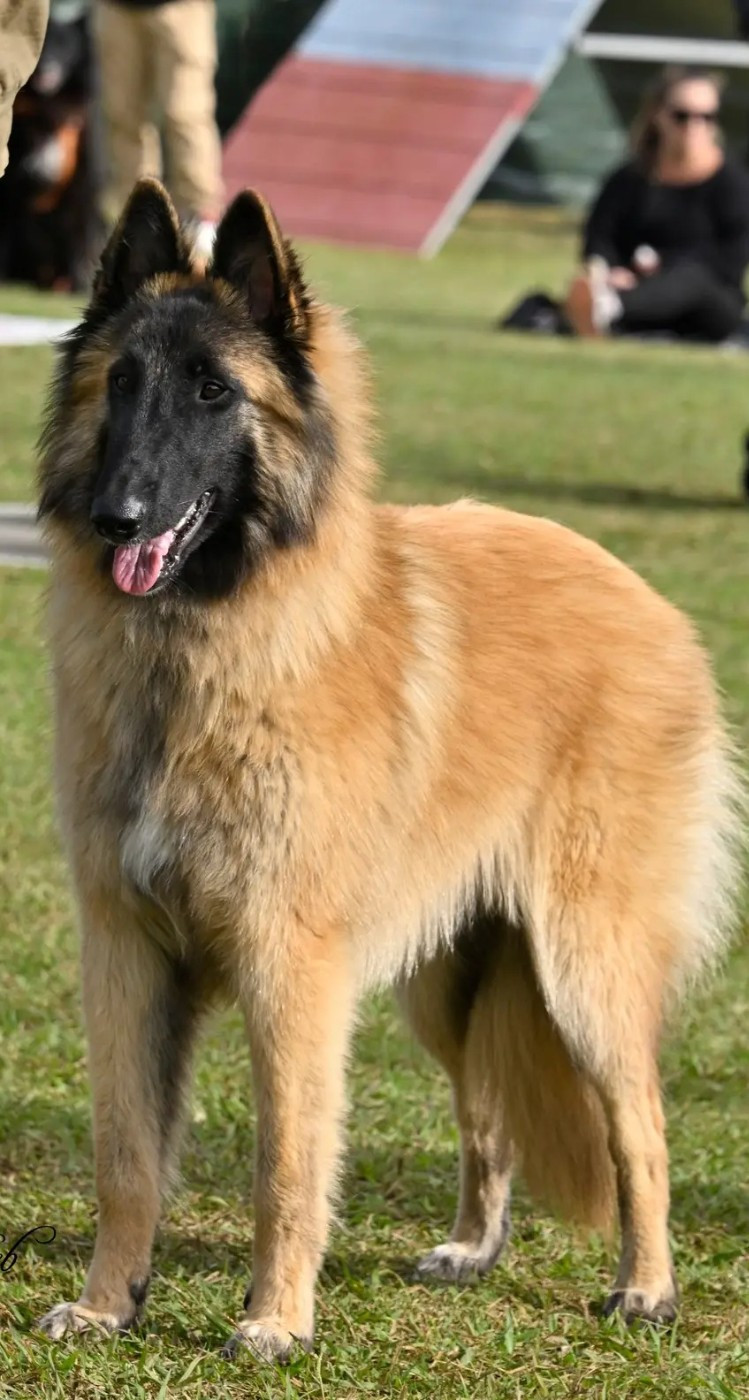 Aupium Des Gardiens De L'Enfer