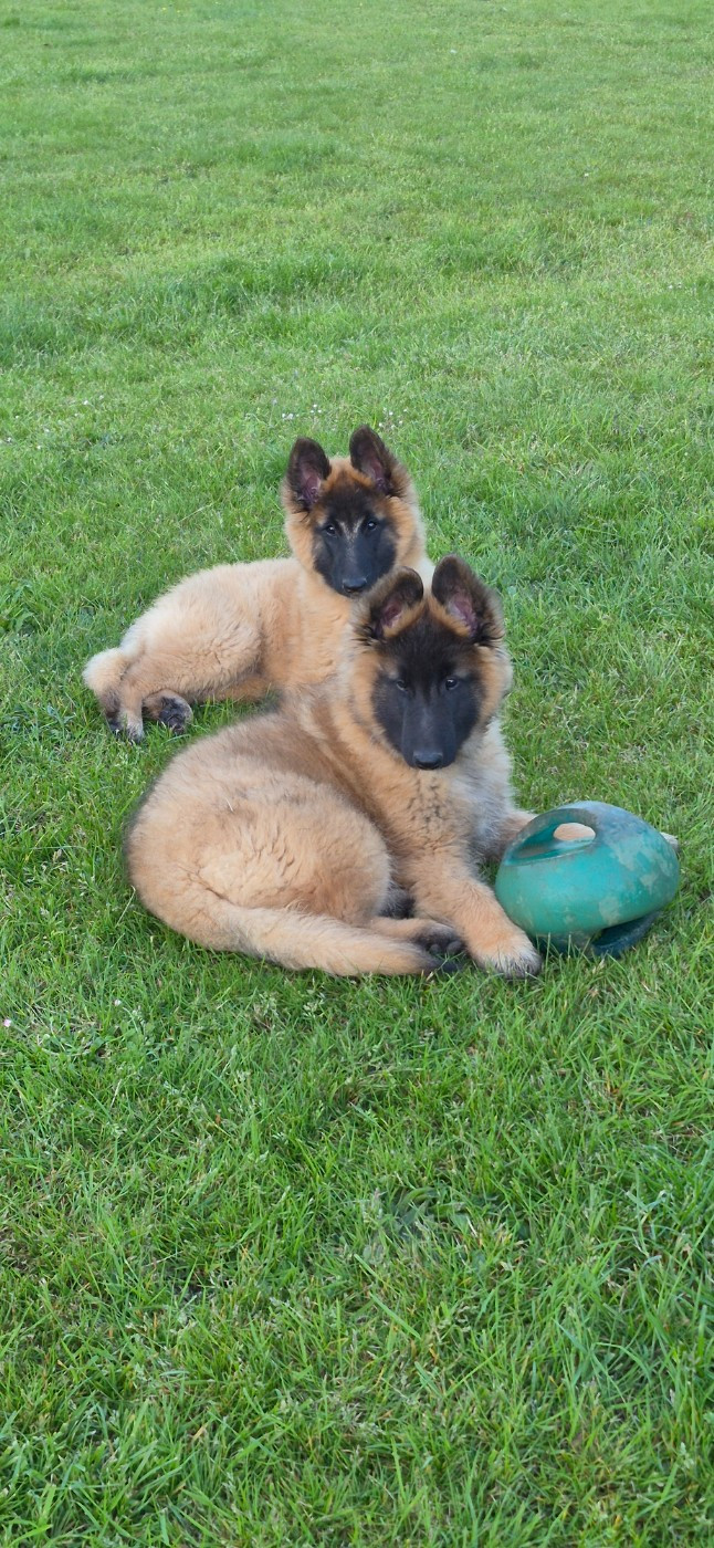2 chiots disponible