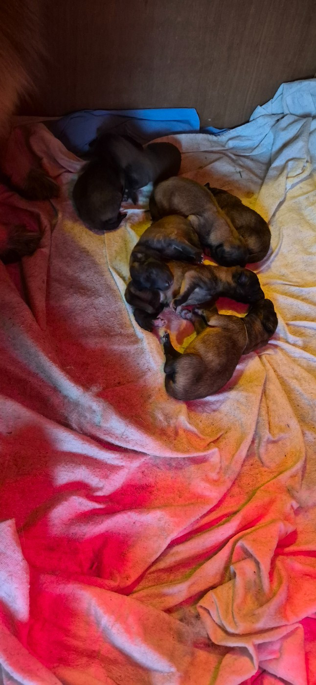 Des Gardiens De L'Enfer - Chiots disponibles - Berger Belge