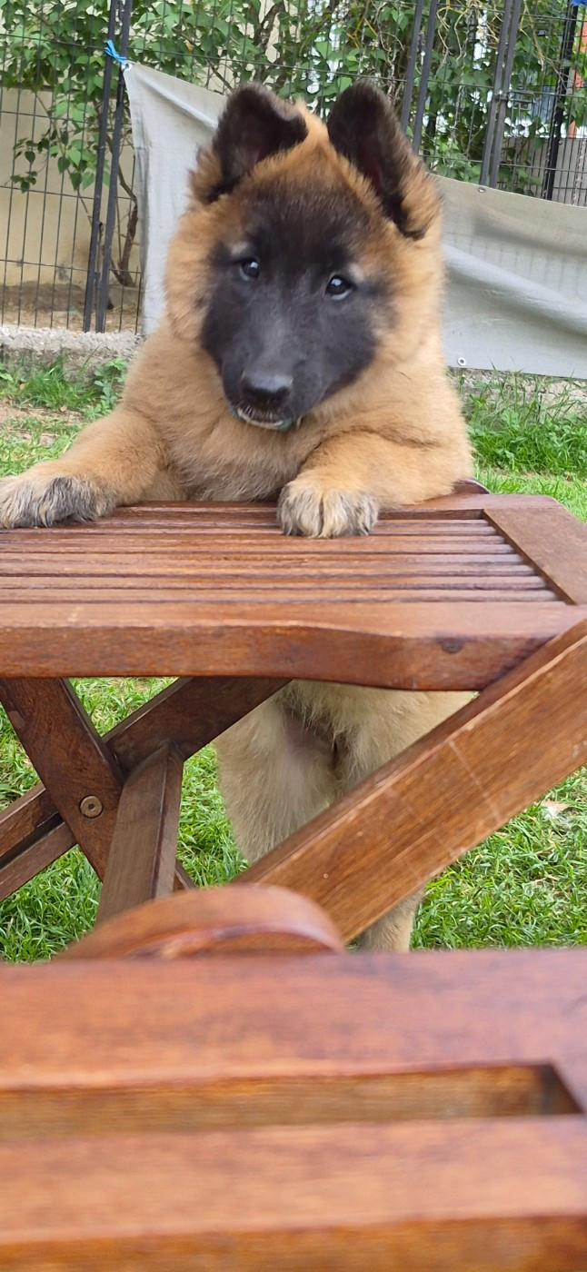 Des Gardiens De L'Enfer - Chiots disponibles - Berger Belge