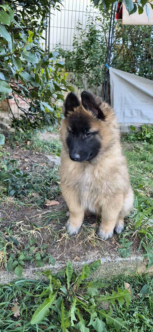 Des Gardiens De L'Enfer - Chiots disponibles - Berger Belge