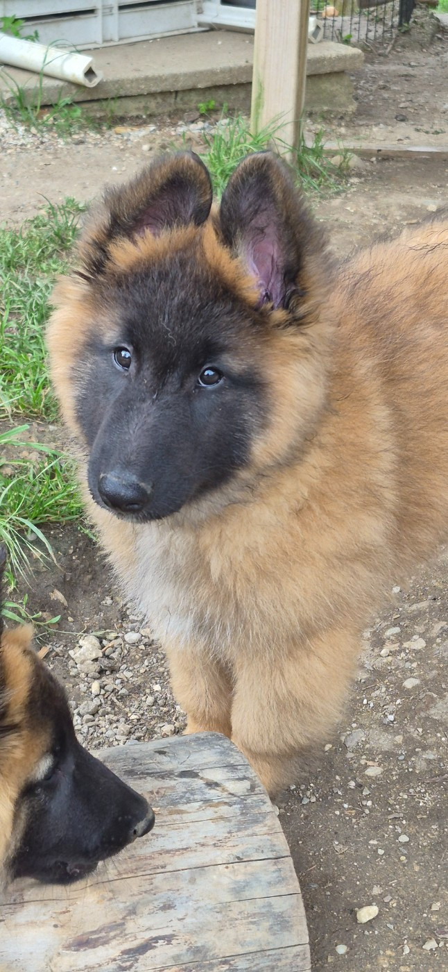 Des Gardiens De L'Enfer - Chiots disponibles - Berger Belge