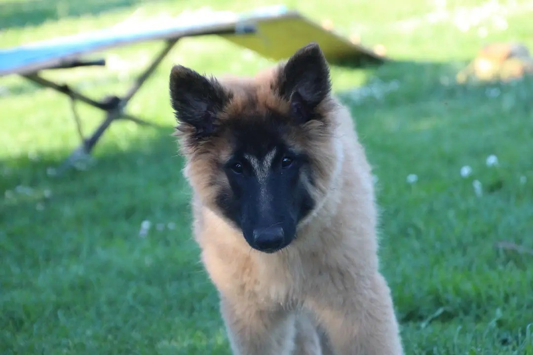 Des Gardiens De L'Enfer - Chiots disponibles - Berger Belge