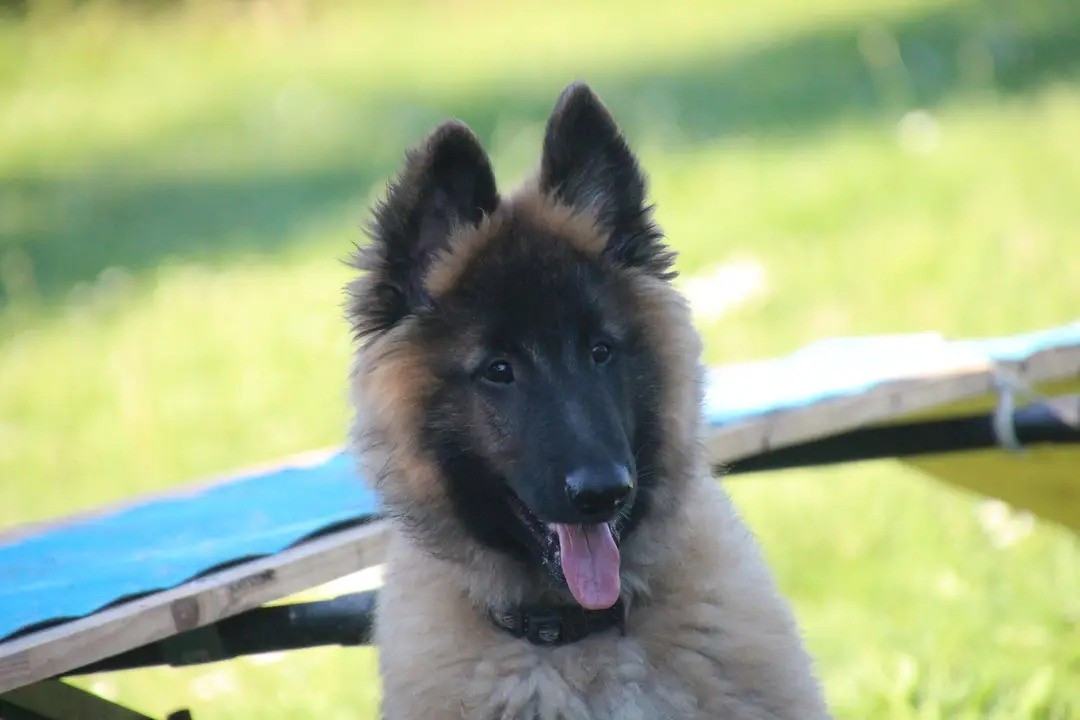 Des Gardiens De L'Enfer - Chiots disponibles - Berger Belge