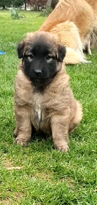 CHIOT collier rouge
