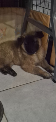 Briska
