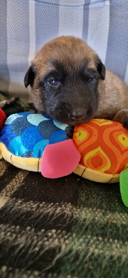 CHIOT 1